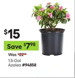 Lowe's 1.5-Gal Azalea offer