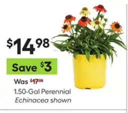 Lowe's 1.50-Gal Perennial Echinacea shown offer
