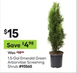 Lowe's 1.5-Gal Emerald Green Arborvitae Screening Shrub offer