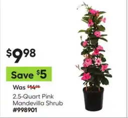 Lowe's 2.5-Quart Pink Mandevilla Shrub offer