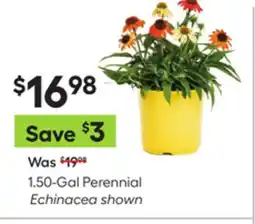 Lowe's 1.50-Gal Perennial Echinacea shown offer