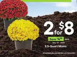 Lowe's 2.5-Quart Mums offer