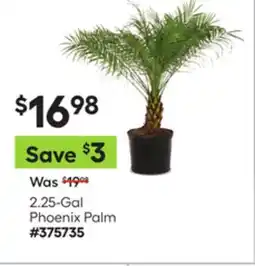 Lowe's 2.25-Gal Phoenix Palm offer