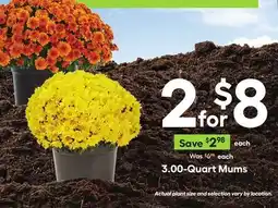 Lowe's 3.00-Quart Mums offer