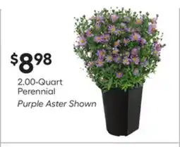 Lowe's 2.00-Quart Perennial Purple Aster Shown offer