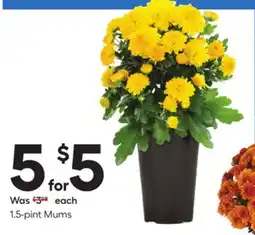 Lowe's 1.5-pint Mums offer