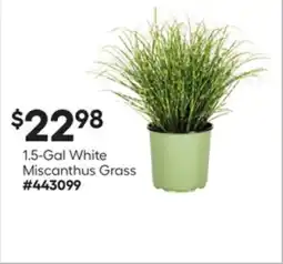 Lowe's 1.5-Gal White Miscanthus Grass offer