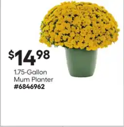 Lowe's 1.75-Gallon Mum Planter offer