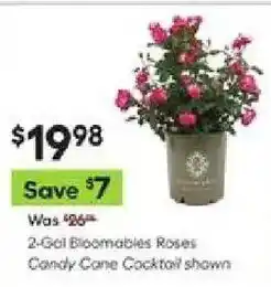 Lowe's 2-Gal Bloomables Roses offer