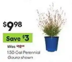 Lowe's 1.50-Gal Perennial Gaura offer