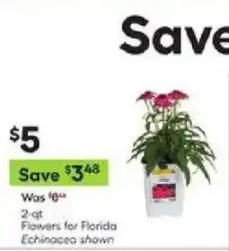 Lowe's Flowers for Florida Echinacea offer