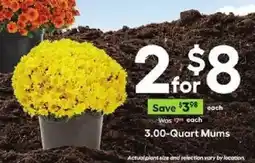 Lowe's 3.00-Quart Mums offer