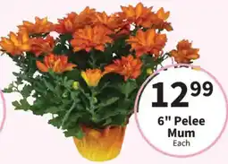 Food City 6" Pelee Mum offer