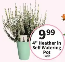Food City 4" Heather in Self Watering Pot offer