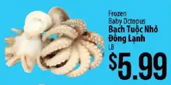 Frozen Baby Octopus