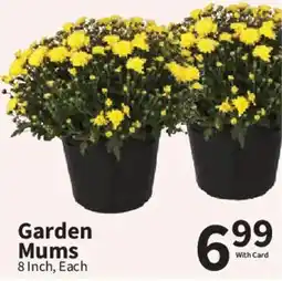 Food City Garden Mums offer