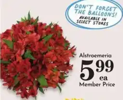 Pavilions Alstroemeria offer