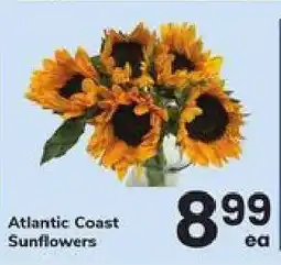 Safeway Atlantic Coast Sunflowers offer