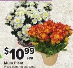 Giant Food Mum Plant offer