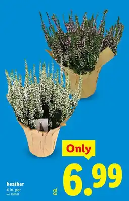 Lidl heather offer