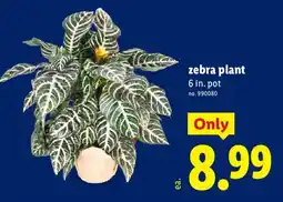 Lidl Zebra plant offer