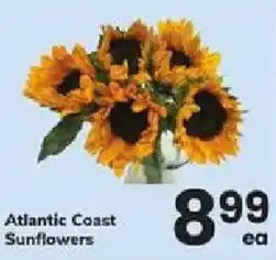 ACME Atlantic Coast Sunflowers offer