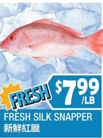 Fresh Silk Snapper
