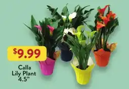 Fresh Thyme Calla Lily Plant offer