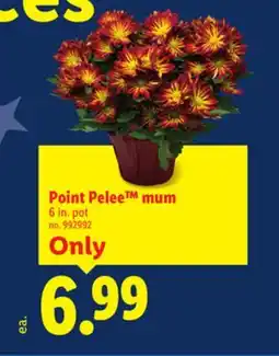Lidl Point Pelee mum offer