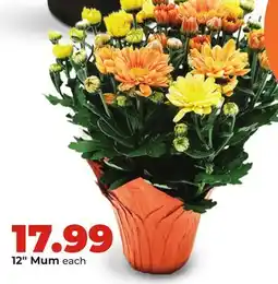 Hy-Vee 12 Mum offer