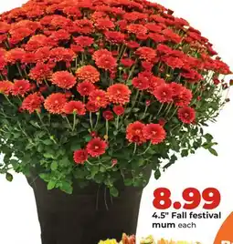 Hy-Vee 4.5 Fall festival mum offer