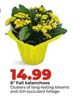 Hy-Vee 6 Fall kalanchoes offer