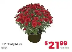 Family Fresh Market 10" Hardy Mum offer