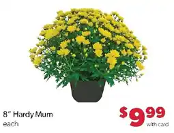 Family Fresh Market 8" Hardy Mum offer