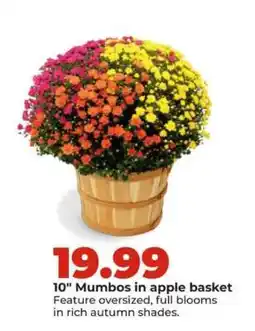 Hy-Vee 10 Mumbos in apple basket offer