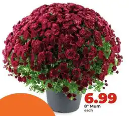 Hy-Vee 8 Mum offer
