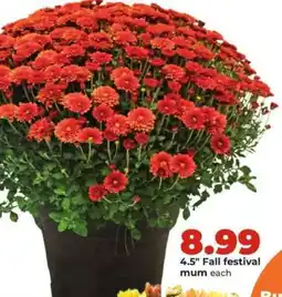 Hy-Vee Fall festival mum offer