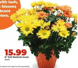 Hy-Vee 6 Fall festival mum offer