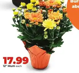 Hy-Vee 12" Mum offer