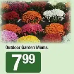 Star Market Outdoor Garden Mums offer