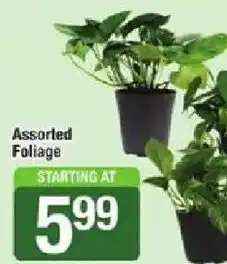 Star Market Assorted Foliage offer