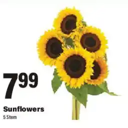 Big Y Sunflowers offer