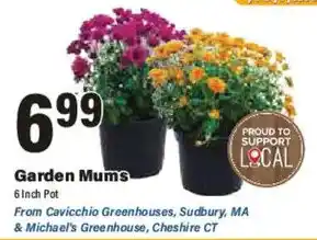 Big Y Garden Mums offer