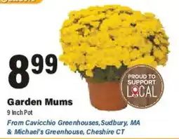 Big Y Garden Mums offer