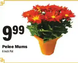 Big Y Pelee Mums offer