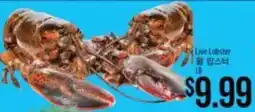 Hmart Live Lobster offer
