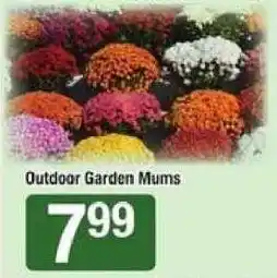 Shaw's Outdoor Garden Mums offer
