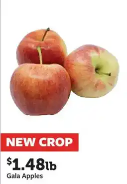 Fareway Gala Apples offer