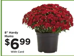 Mariano's 8 Hardy Mums offer