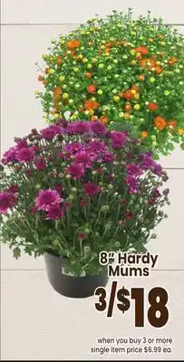 Jewel-Osco 8% Hardy Mums offer